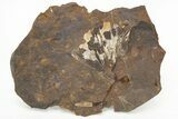 Fossil Ginkgo Leaf & Coproplite - North Dakota #217931-2